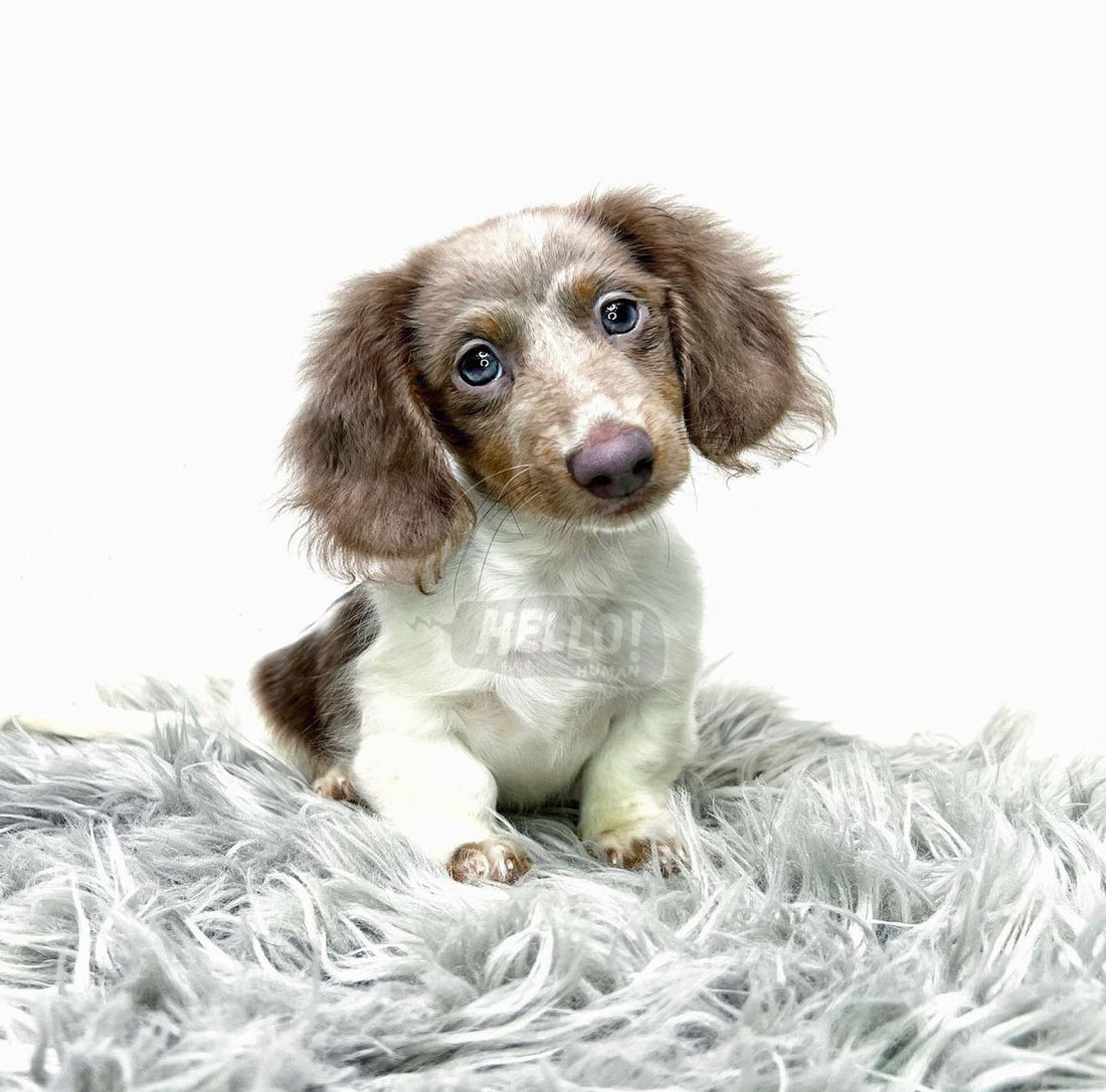 HENLEI ISABELLA & TAN PIEBALD LONGHAIRED MINIATURE DACHSHUND (MALE)