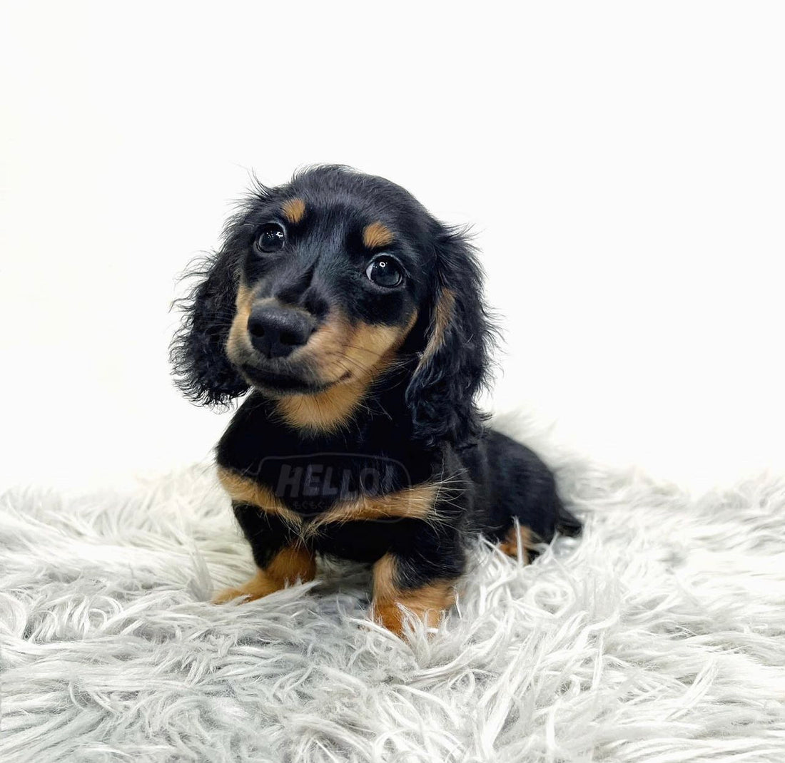 MR JUDE BLACK & TAN LONGHAIRED MINIATURE DACHSHUND (MALE)
