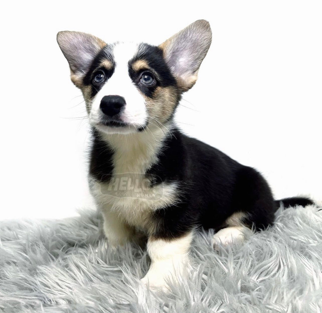DOZU TRI-COLOURED PEMBROKE CORGI (MALE)