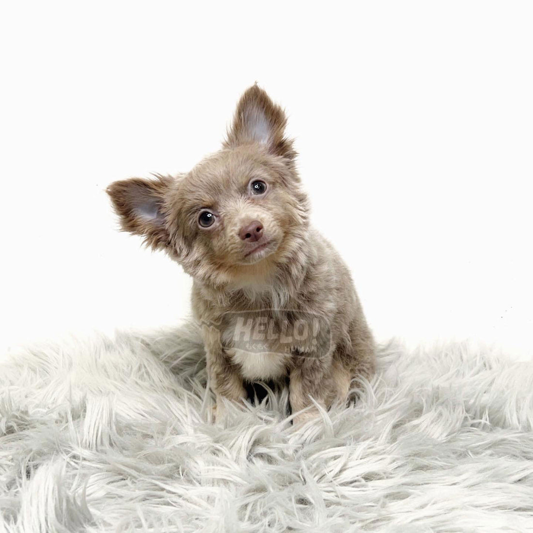 Bozzie Lilac & Tan Long-Haired Chihuahua (Male)
