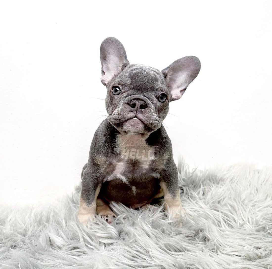 Satsuki Lilac & Tan French Bulldog (Female)