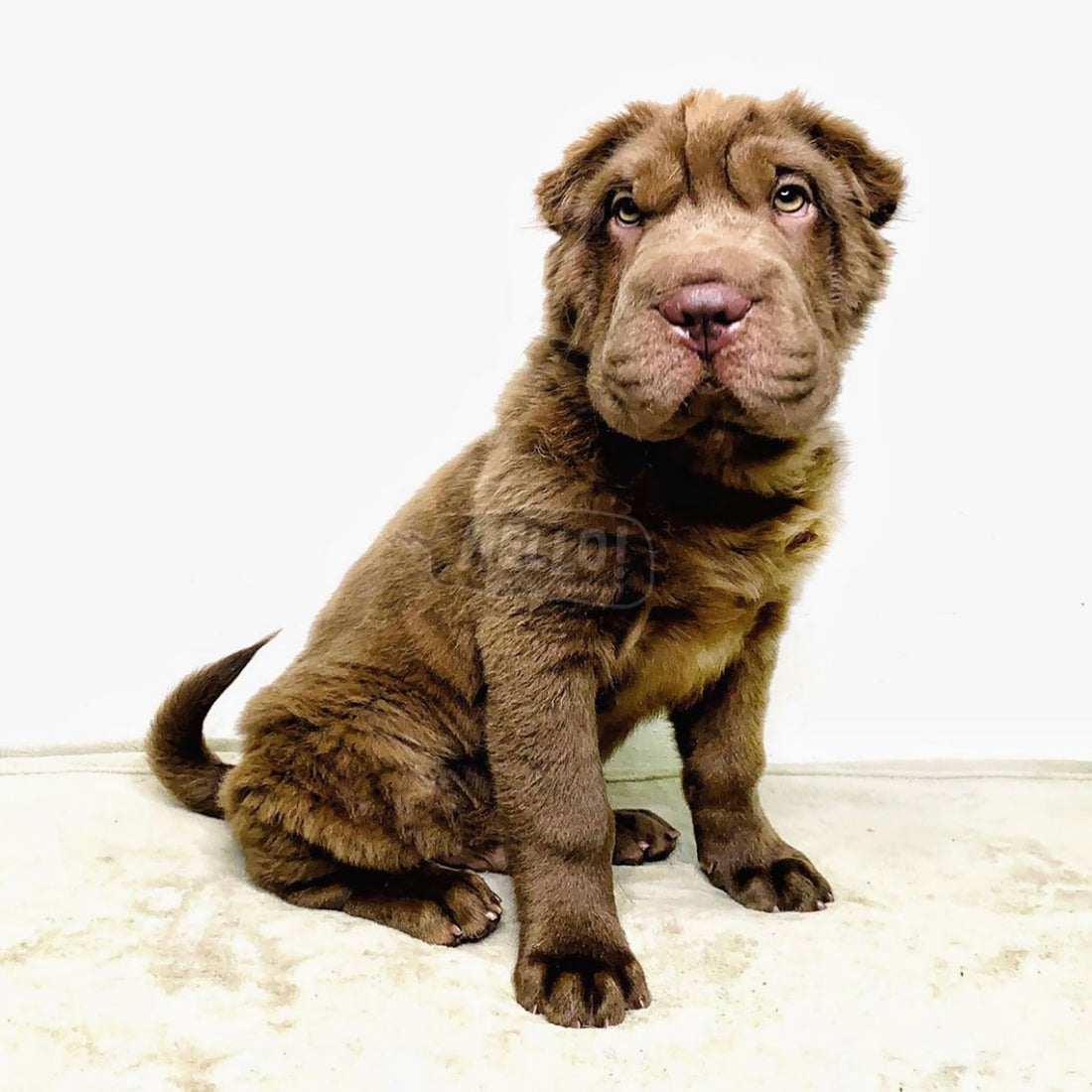 Dr TaoTao Chocolate Bear Coat Shar Pei (Male)