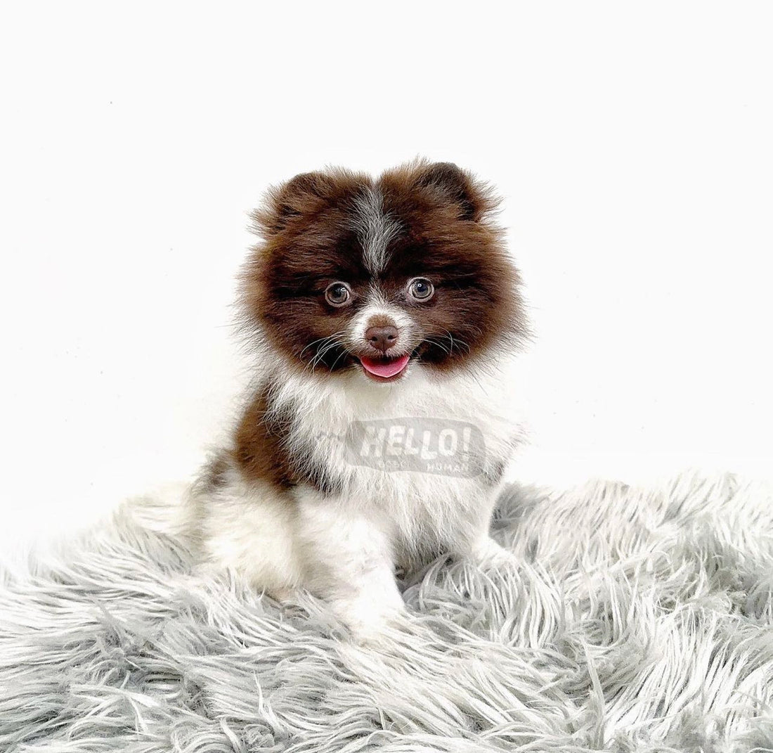 Paris Chocolate Parti Miniature Pomeranian (Female)