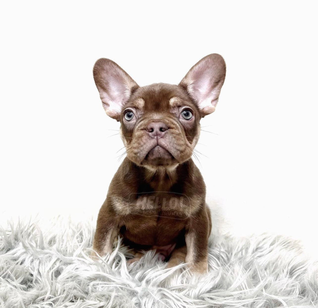 MECHA ROJO TAN FRENCH BULLDOG (MALE)