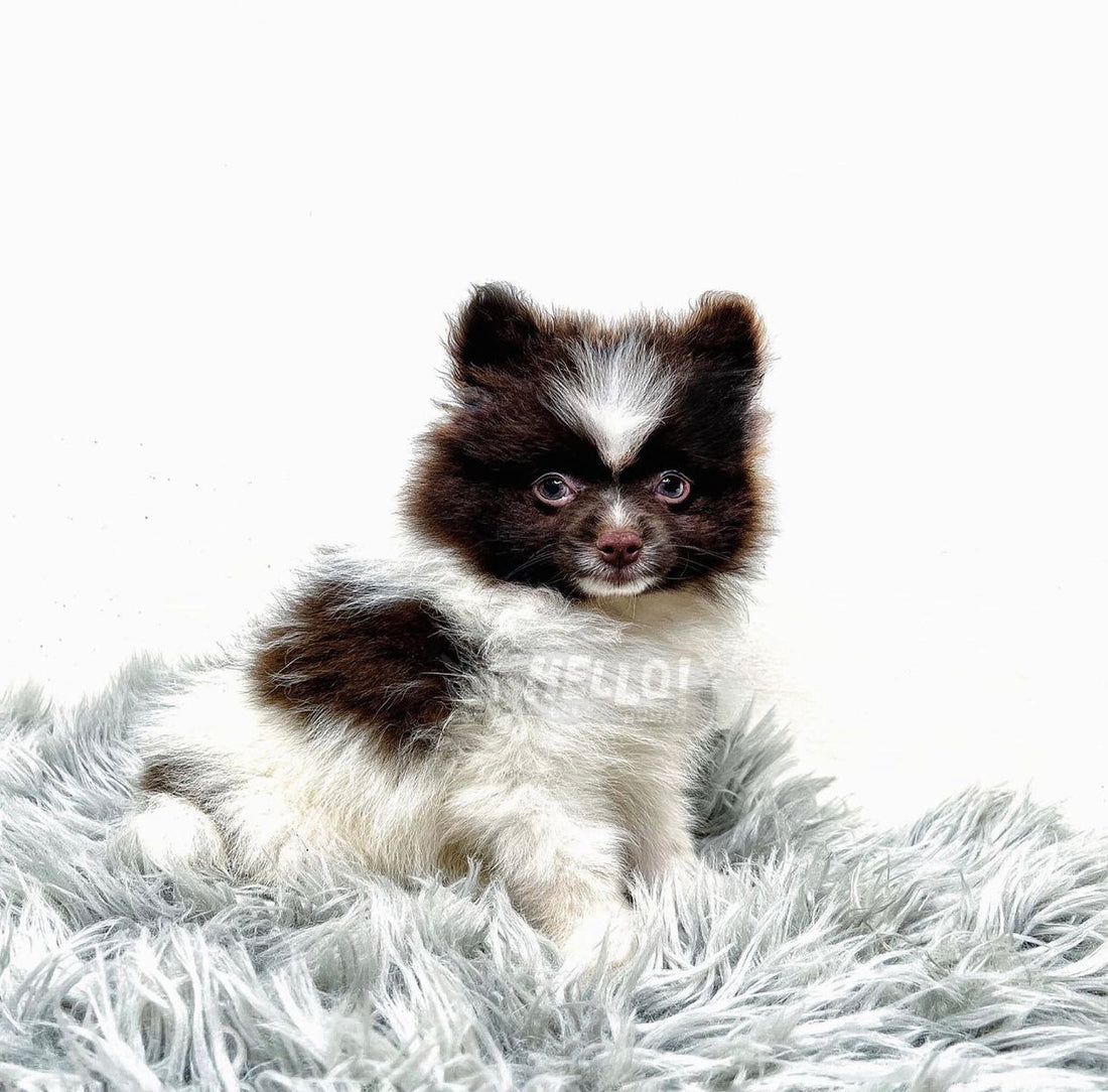MR MASKU CHOCOLATE PARTI MINIATURE POMERANIAN (MALE)