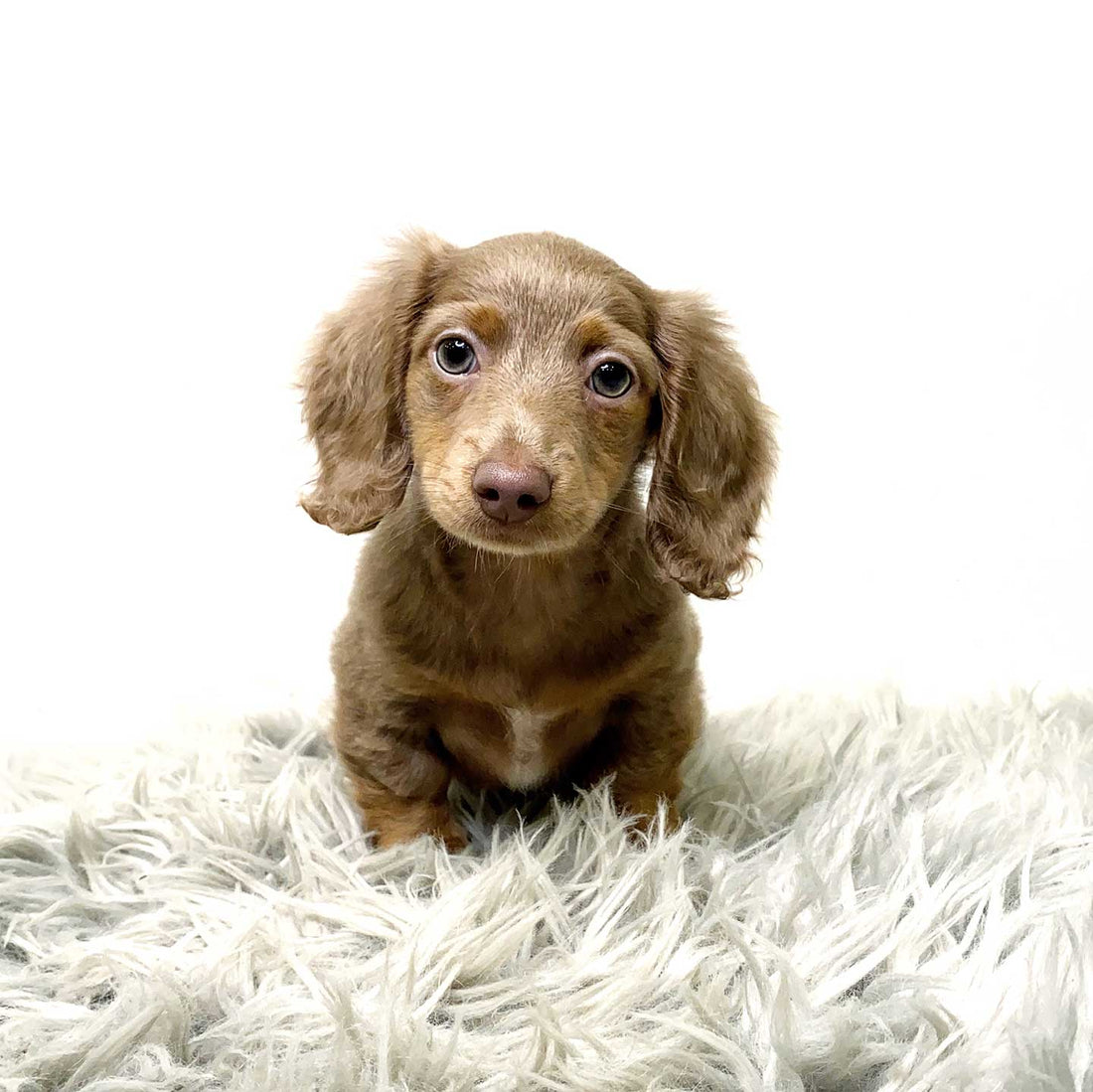 Gachapon Isabella & Tan Miniature Dachshund (Male)