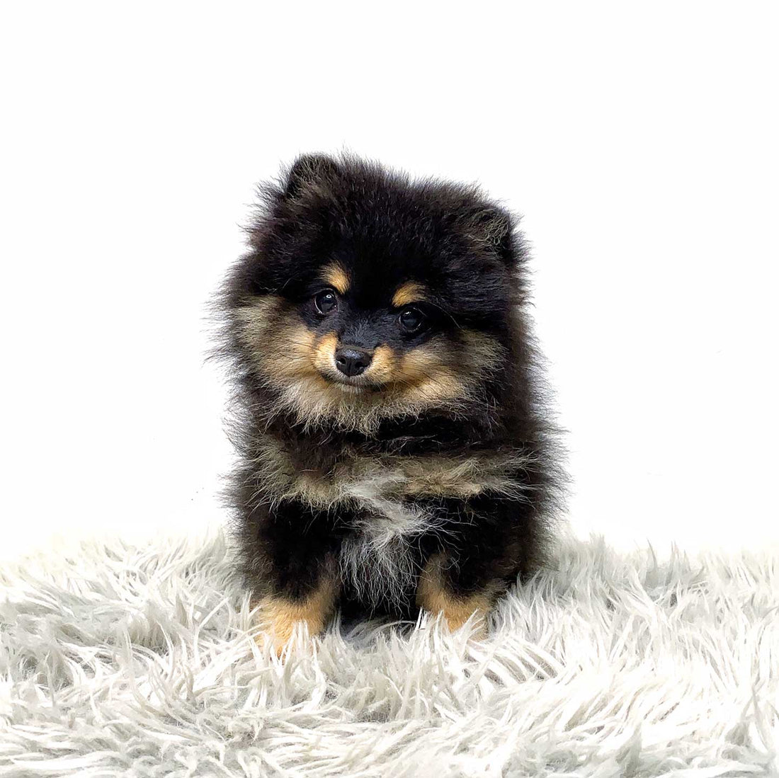 Nego Black & Tan Miniature Pomeranian (Female)