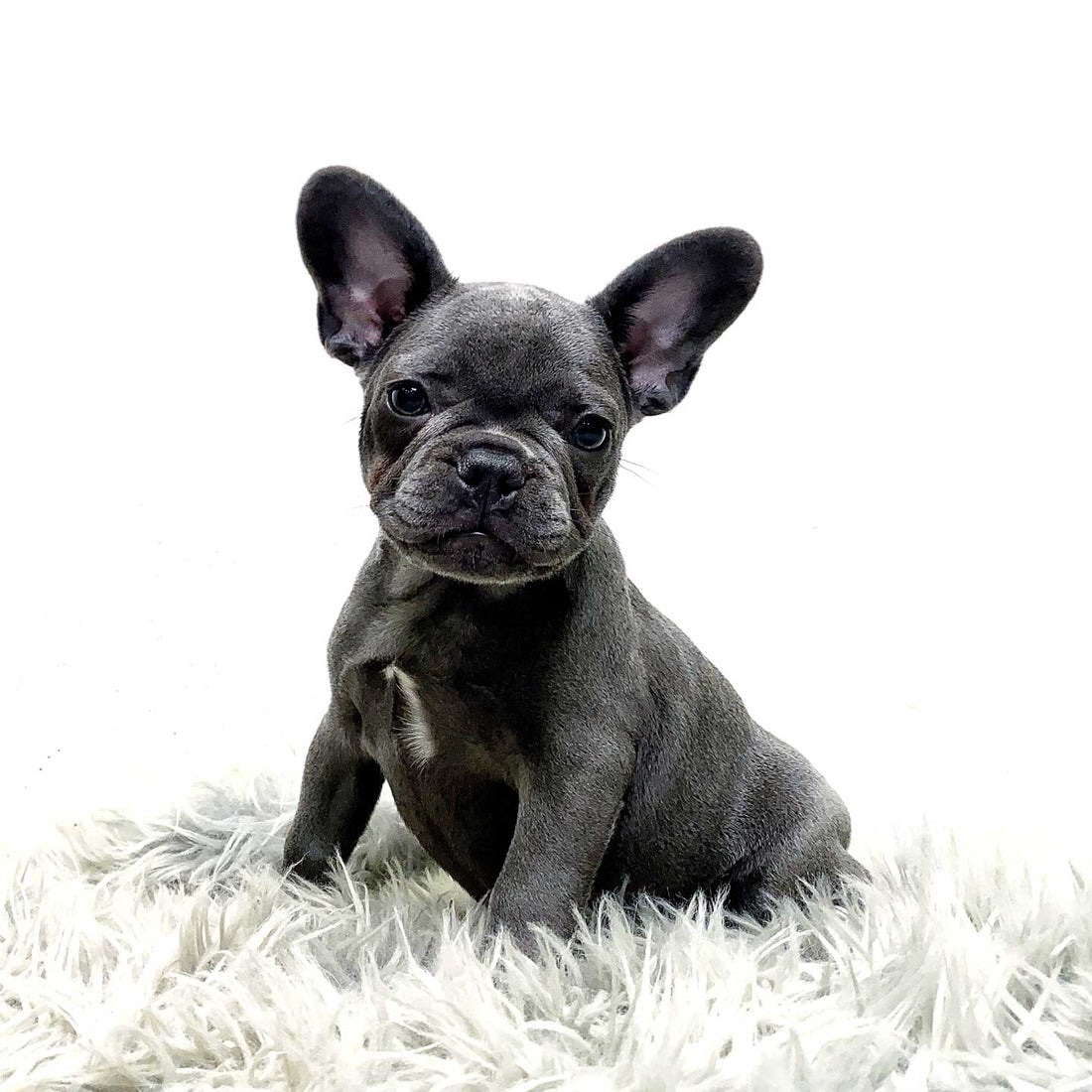 Krizue Blue French Bulldog (Female)