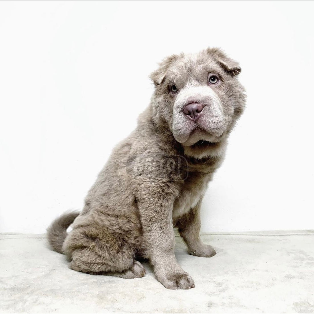 Master Oso Lilac Bear Coat Shar Pei (Male)