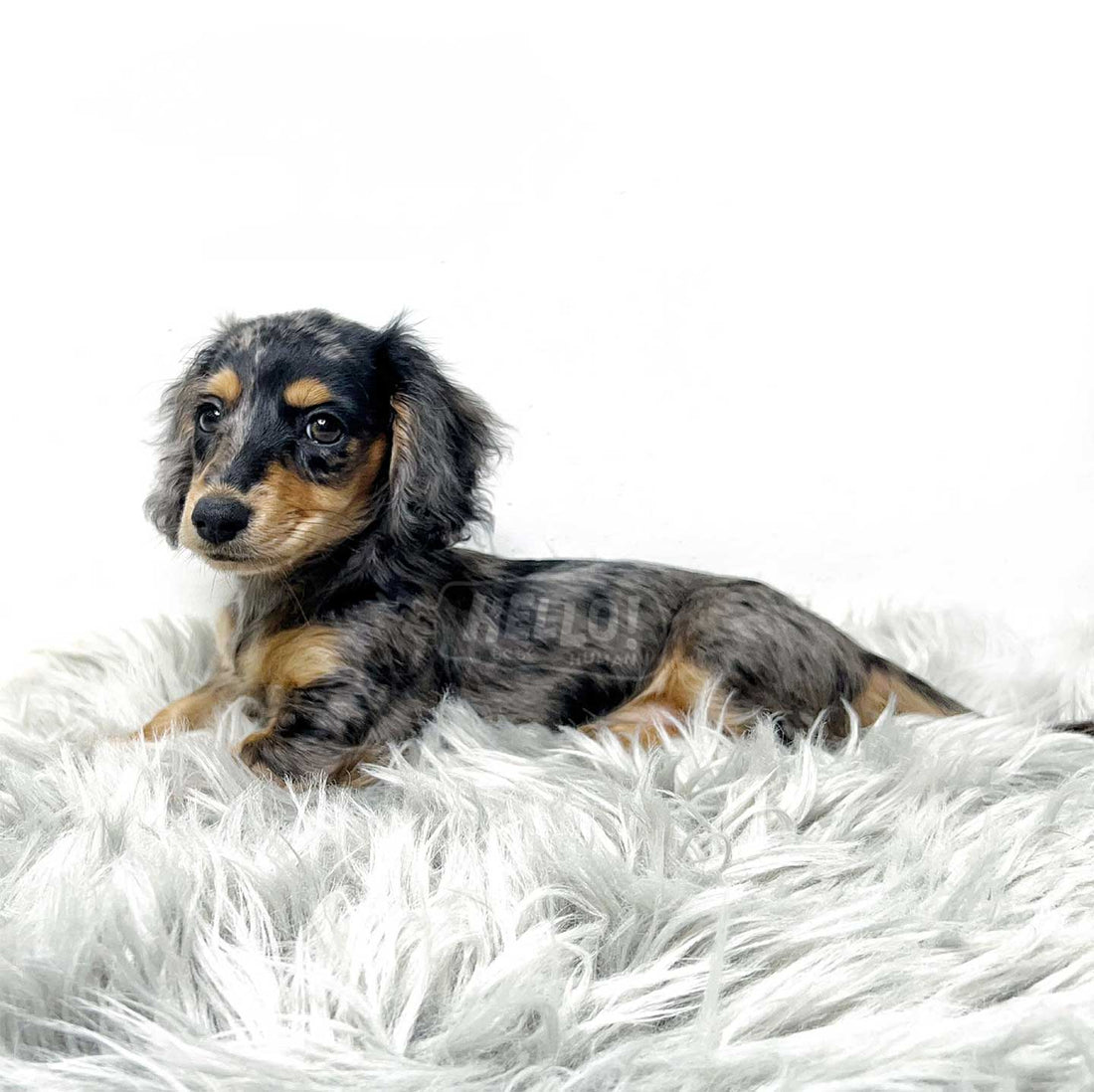 Kiru Silver Dapple Long-Haired Miniature Dachshund (Female)
