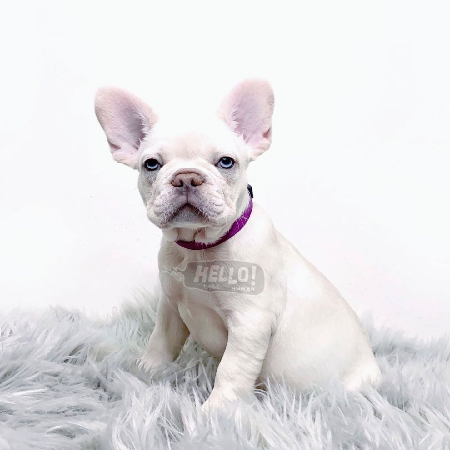 Blue roan hot sale french bulldog