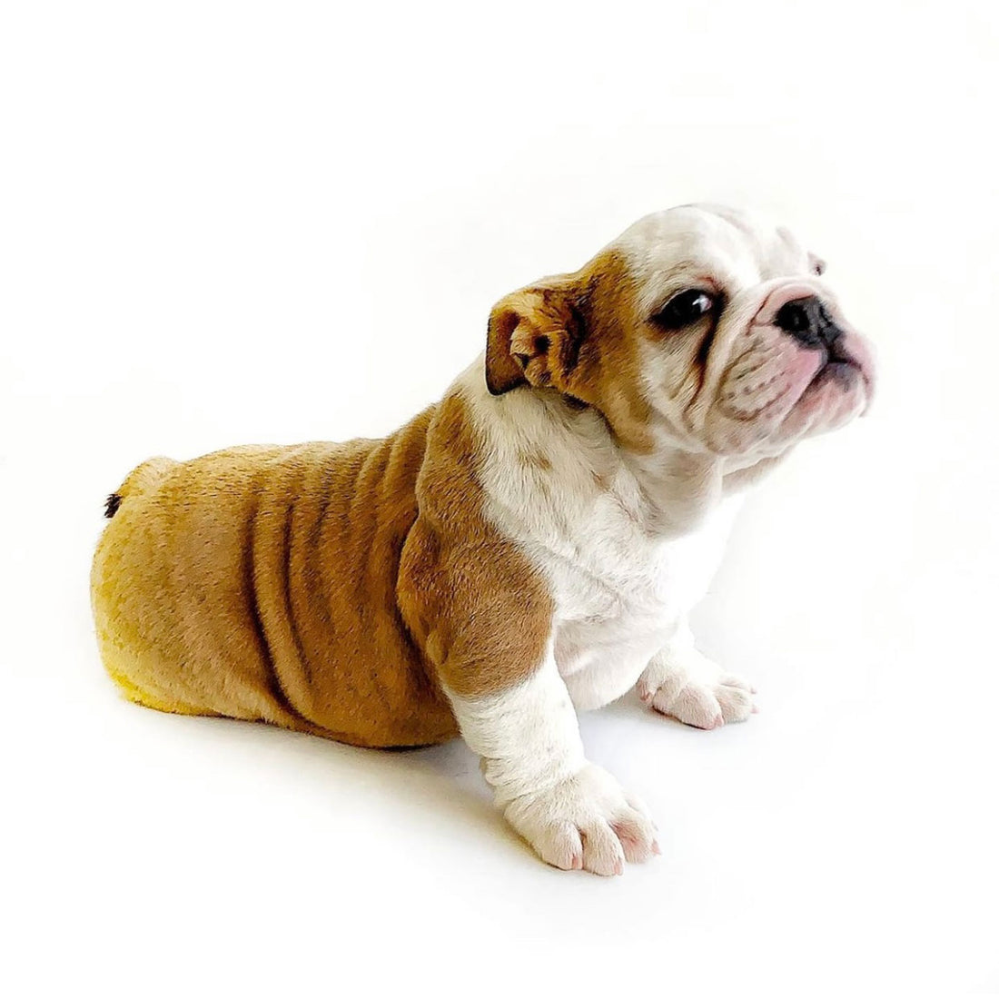 Mikazu Blue Fawn English Bulldog (Female)