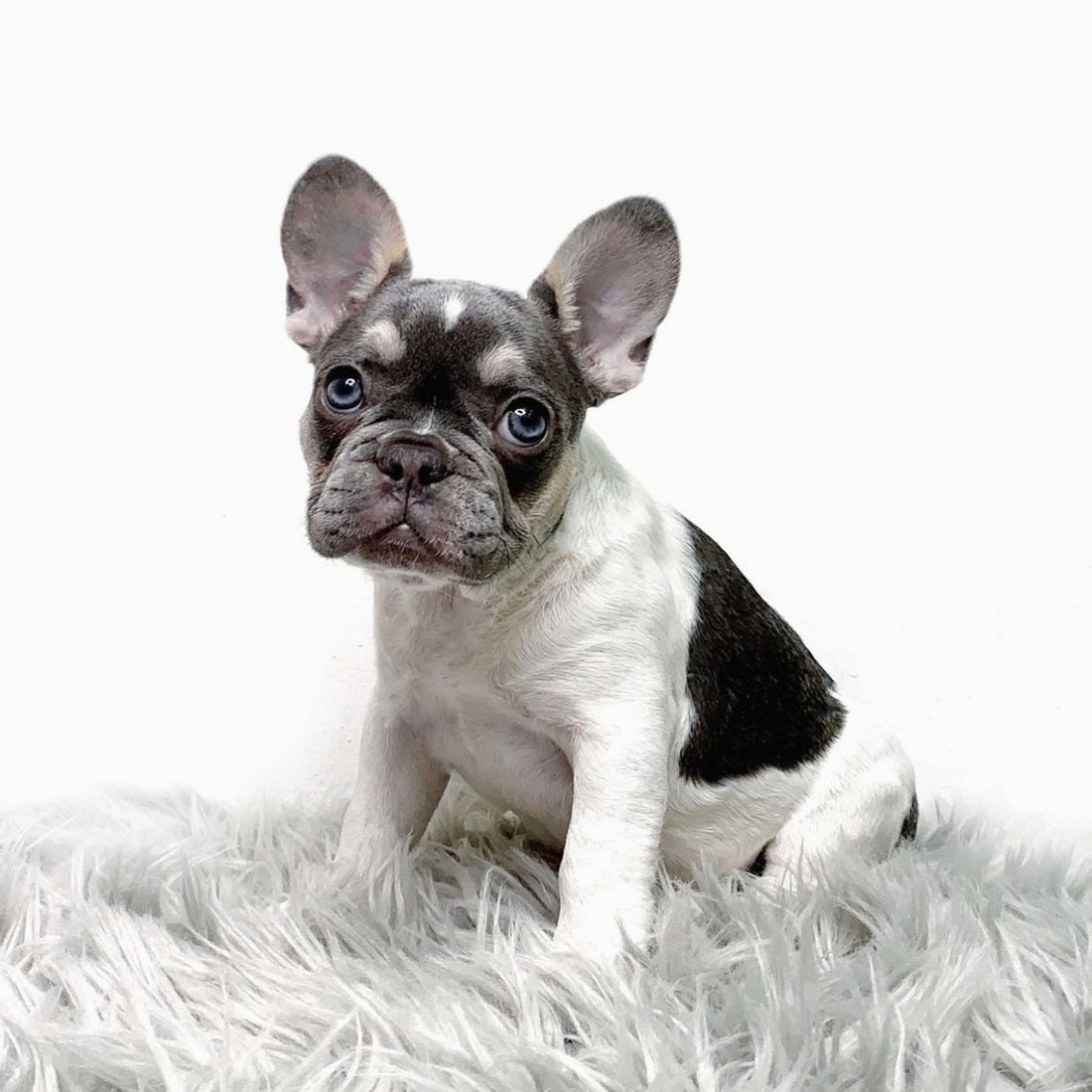 Mizuku Lilac Pied French Bulldog (Female)