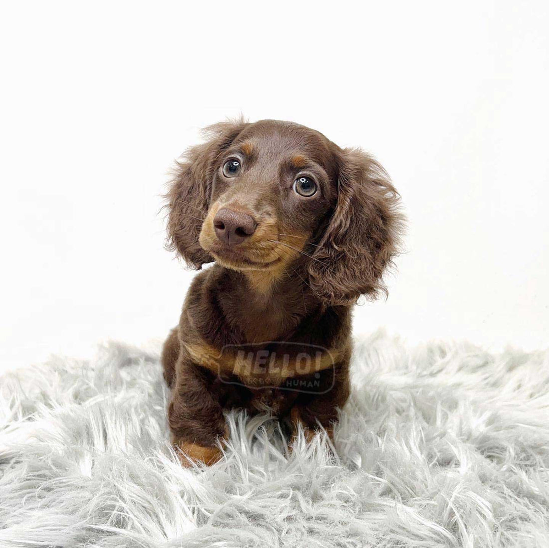 Mr Biz Chocolate & Tan Long-Haired Miniature Dachshund (Male)