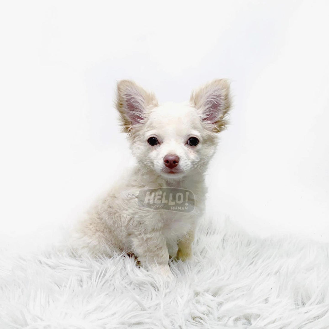 Naru Platinum Long-Haired Chihuahua (Male)