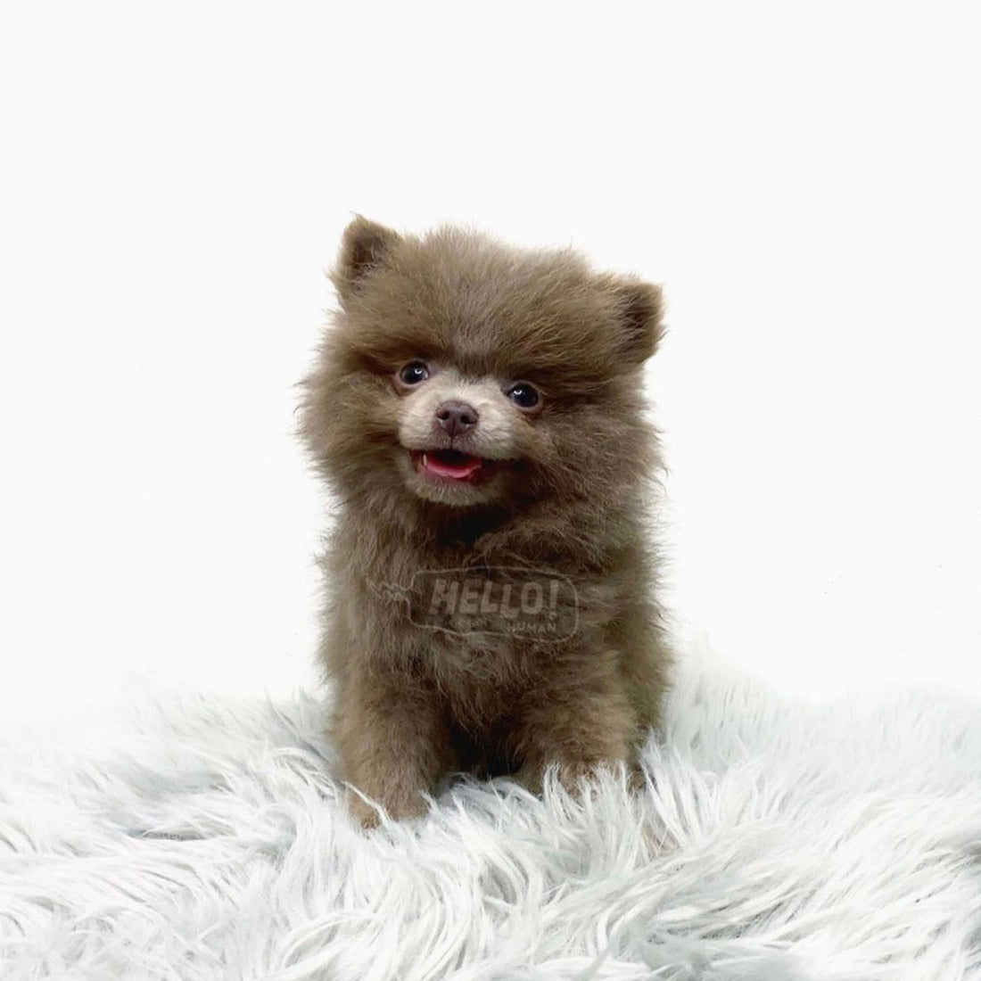 Okagi Lilac Miniature Pomeranian (Male)