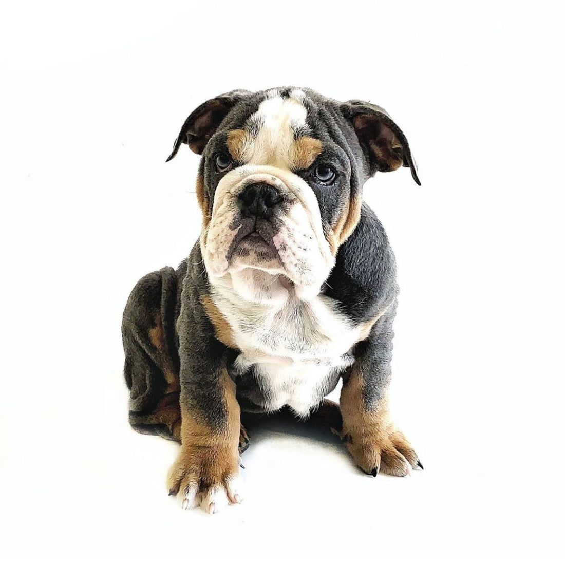 Ozu Blue Tri English Bulldog (Male)