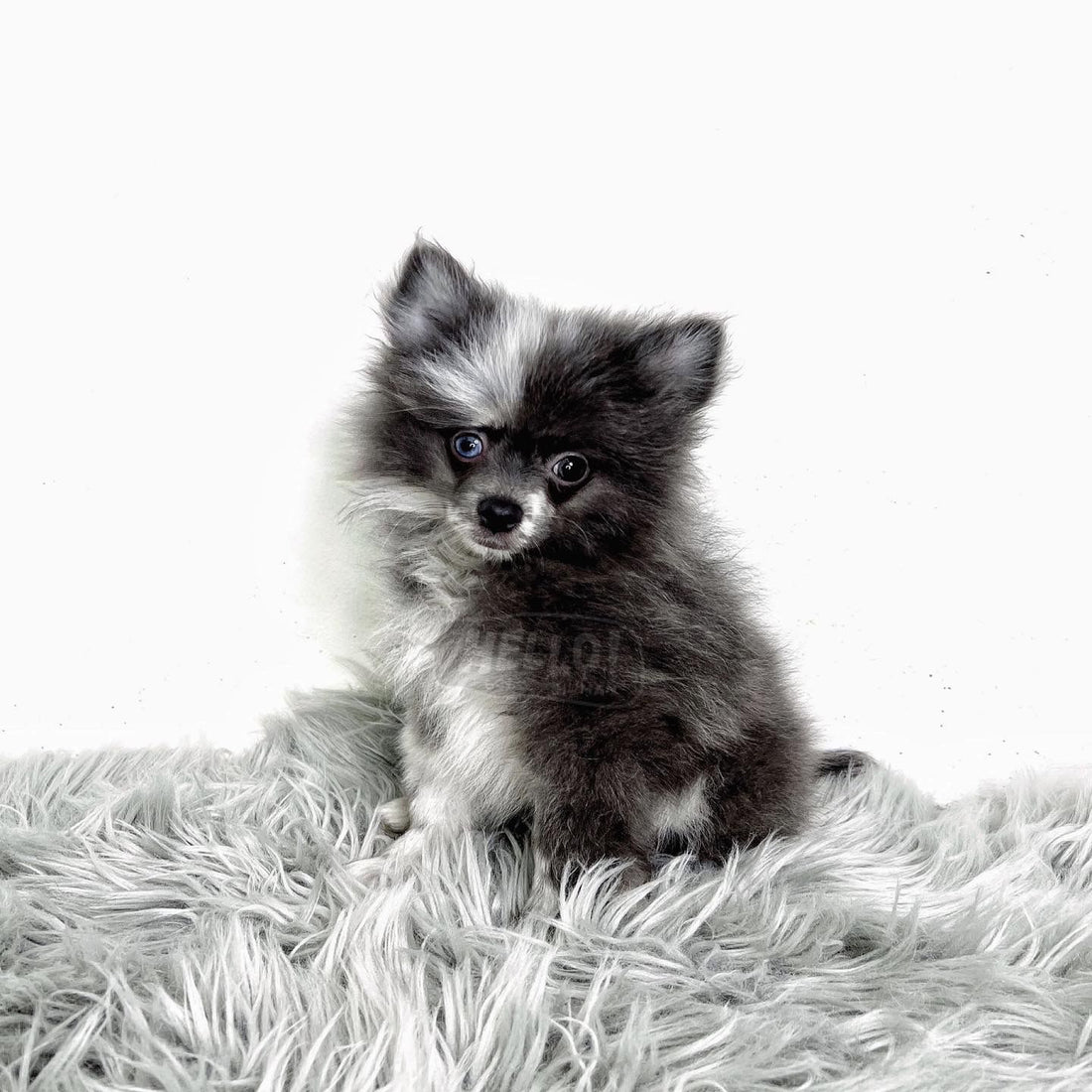 Domu Blue Merle Mini Pomeranian (Male)