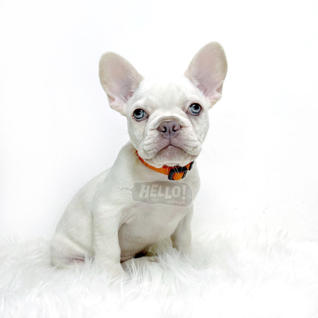 HuiHui Lilac Cream French Bulldog (Female)