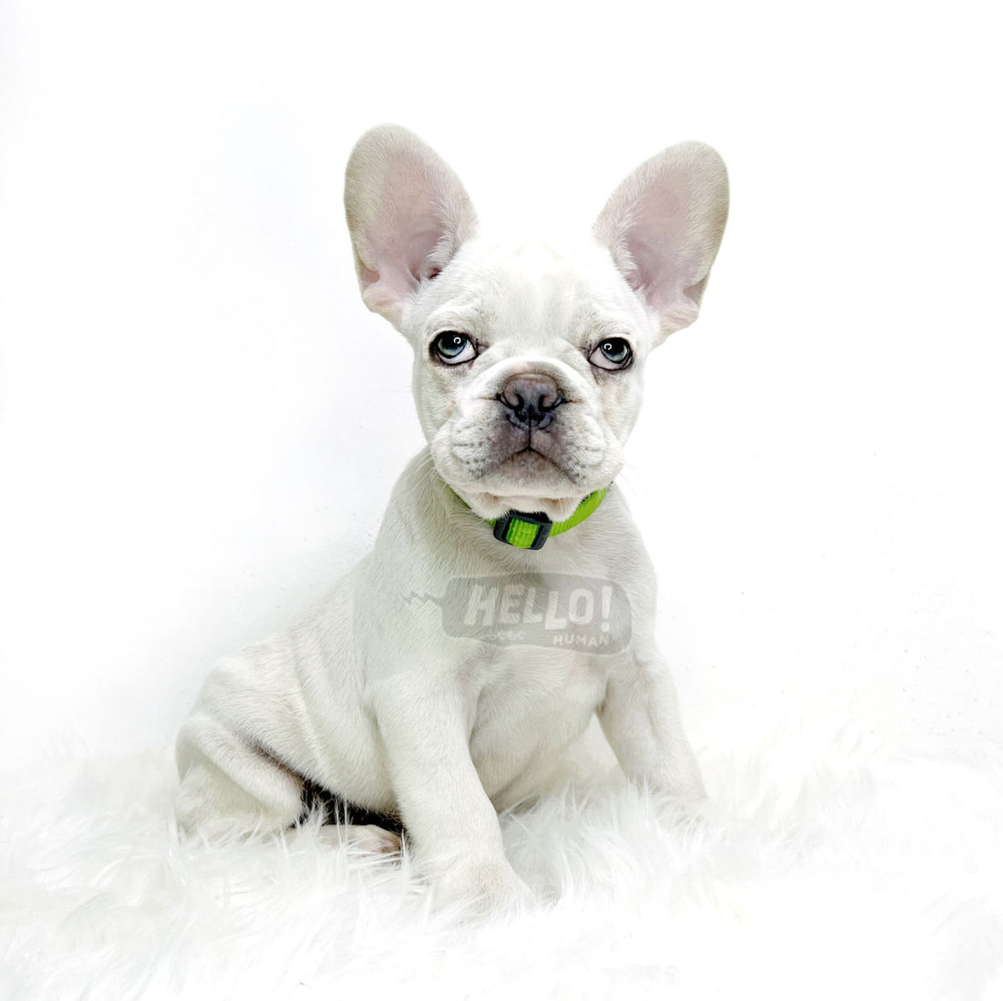 Dr Jre Lilac Cream French Bulldog (Male)