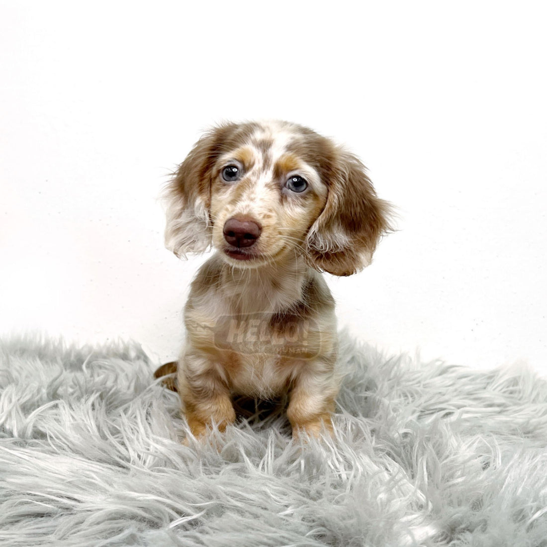 Mikinu Chocolate & Tan Dapple Long-Haired Miniature Dachshund (Female)