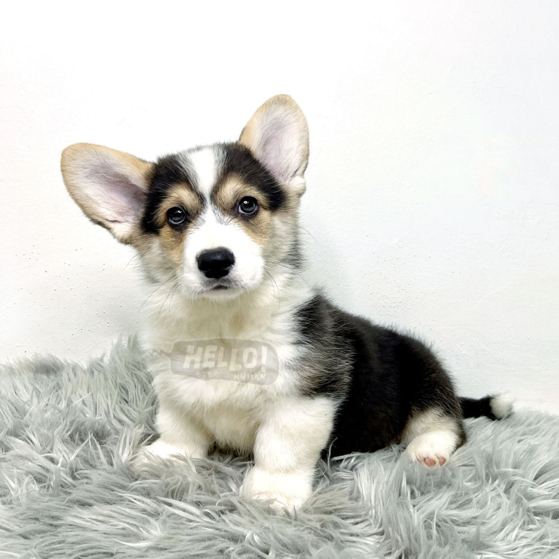 Ninto Tri-Coloured Pembroke Welsh Corgi (Male)