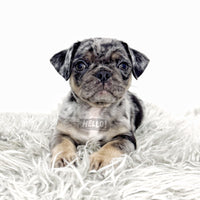CHOCOEL CHOCOLATE & TAN PUG (MALE)
