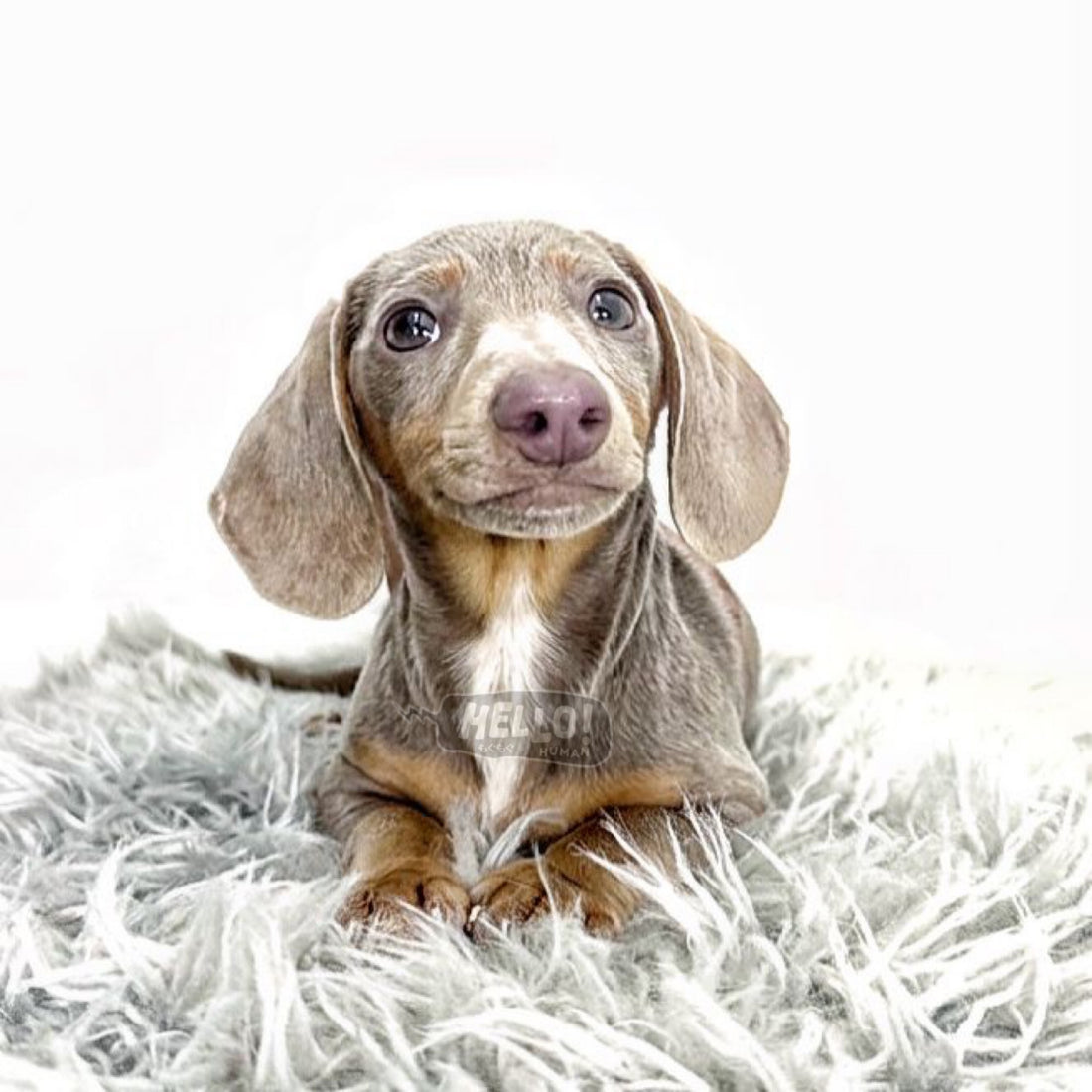 COVE Isabella & Tan Smooth-haired Miniature Dachshund (Male)