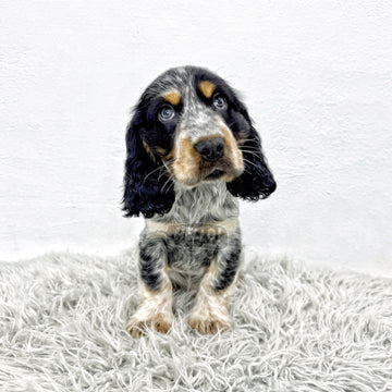 SHINZUE BLUE ROAN ENGLISH COCKER SPANIEL (MALE)