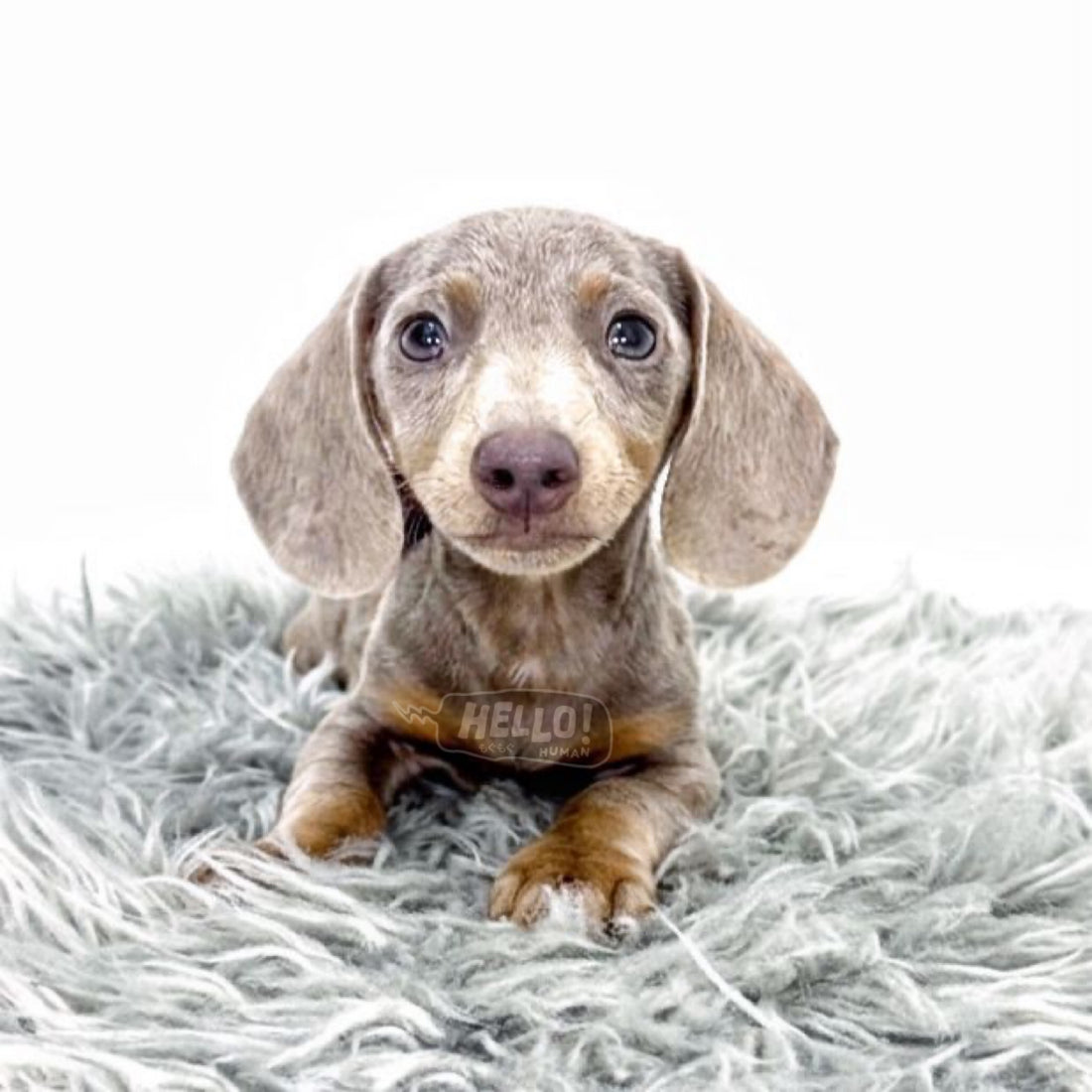 RIO Isabella & Tan Smooth-haired Miniature Dachshund (Male)