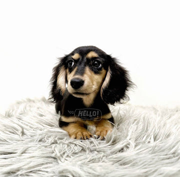 Hopi Black & Cream Longhaired Miniature Dachshund (Female)