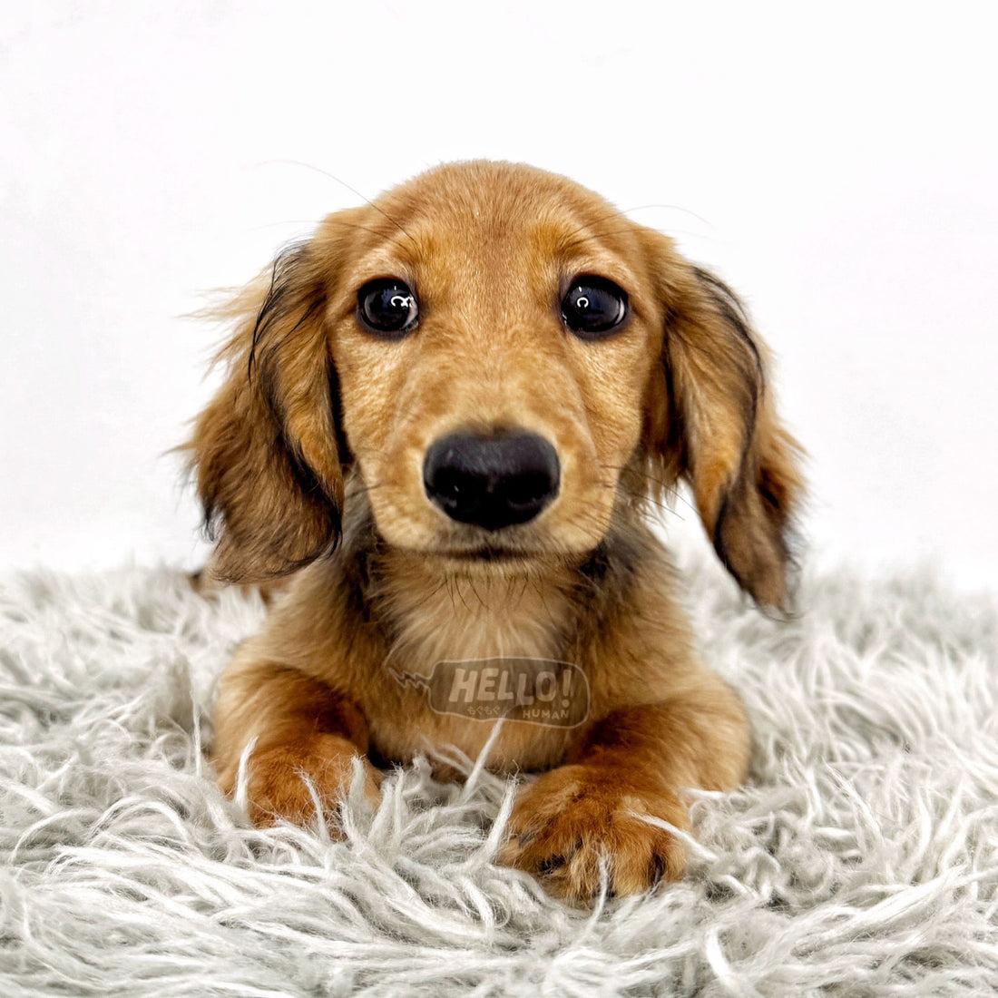 Smores Shaded Cream Longhaired Miniature Dachshund (Male)