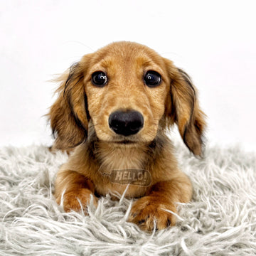 Smores Shaded Cream Longhaired Miniature Dachshund (Male)