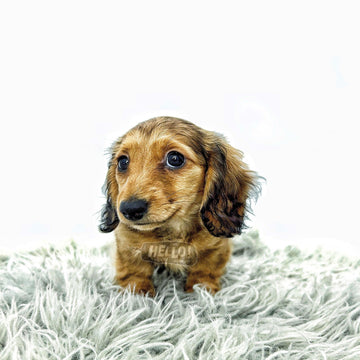 Kikki Shaded Cream Longhaired Miniature Dachshund (Female)