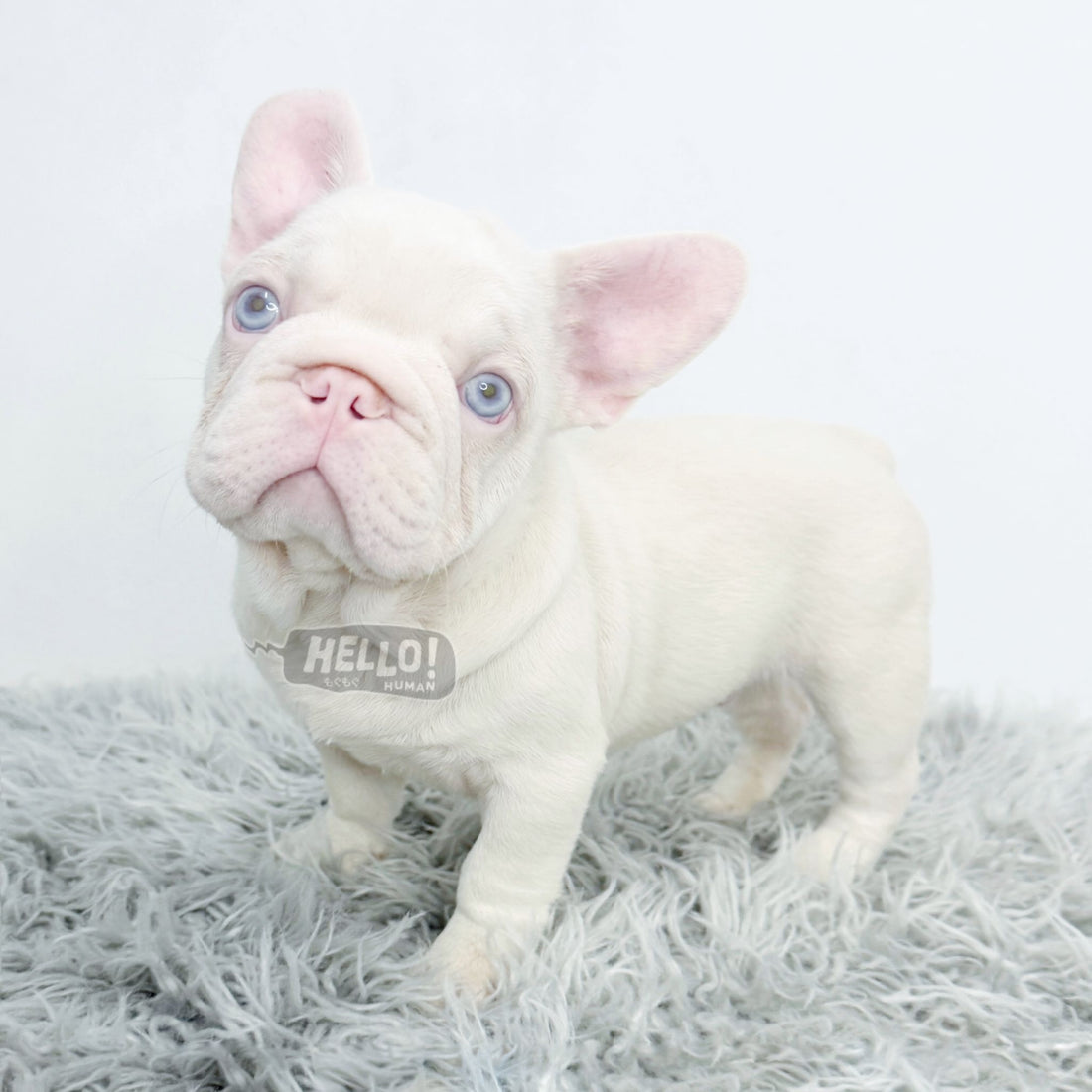 ELULU PINK FRENCH BULLDOG *1st in SG!* (MALE)