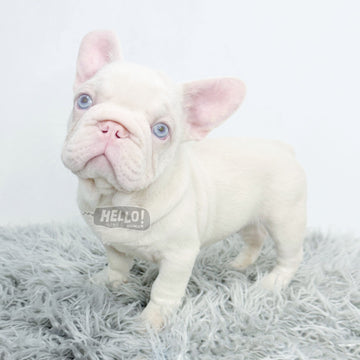 ELULU PINK FRENCH BULLDOG *1st in SG!* (MALE)