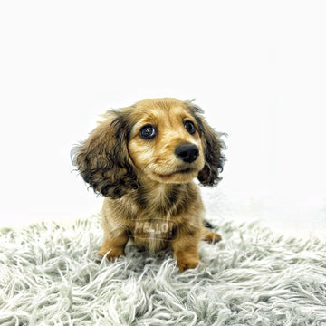 Hayori Shaded Cream Longhaired Miniature Dachshund (Female)