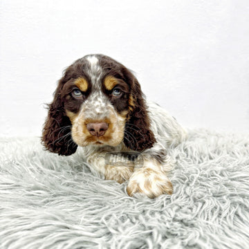 WALSKII CHOCOLATE ROAN ENGLISH COCKER SPANIEL (MALE)