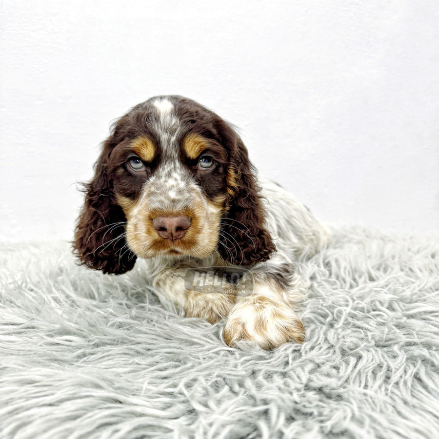 WALSKII CHOCOLATE ROAN ENGLISH COCKER SPANIEL (MALE)