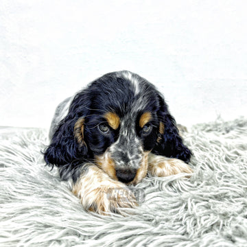 BINGJUU CHOCOLATE ROAN ENGLISH COCKER SPANIEL (FEMALE)