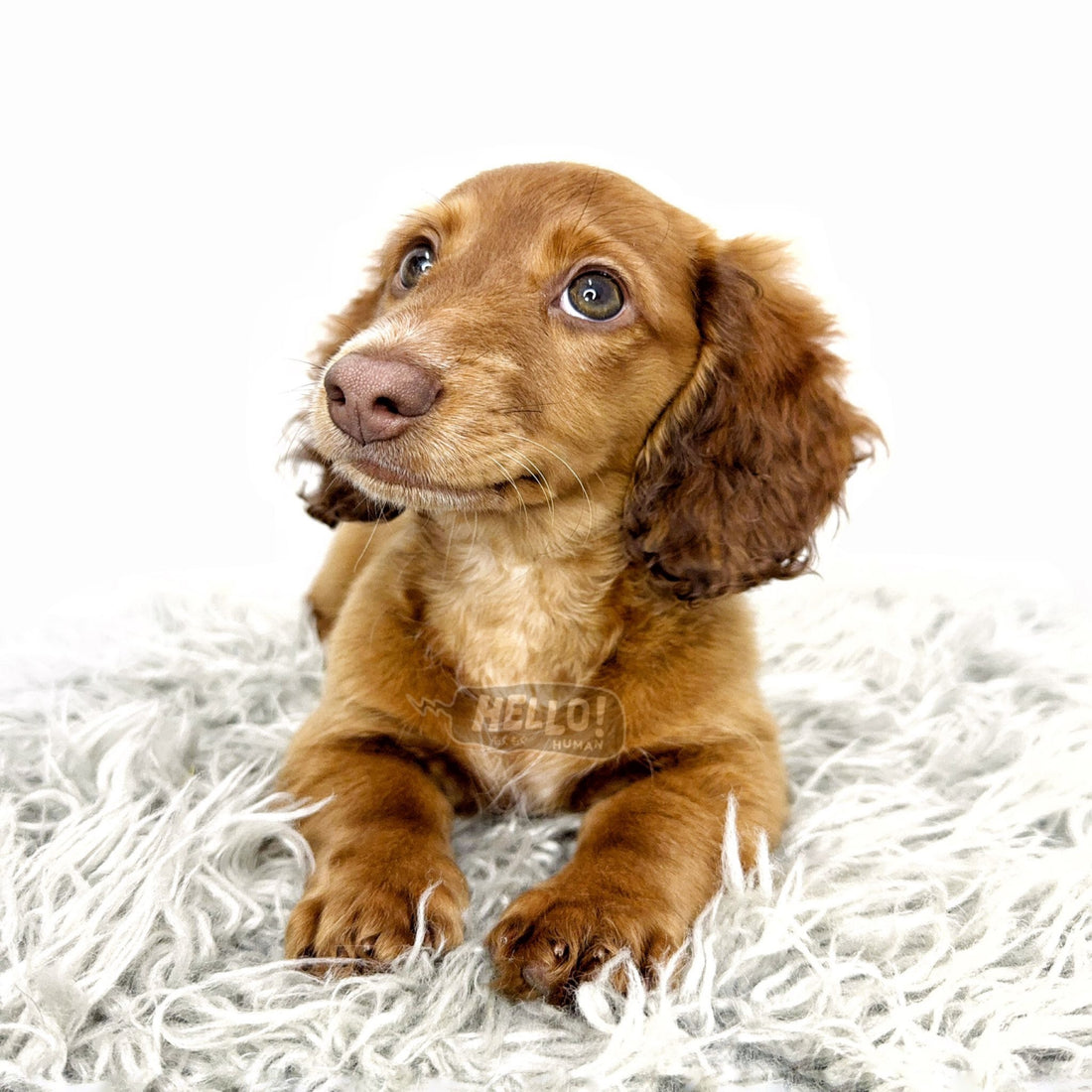 Theo-Vahn Shaded Red Longhaired Miniature Dachshund (Male)