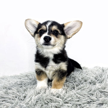 Lyra Tricolor Pembroke Welsh Corgi (Female)