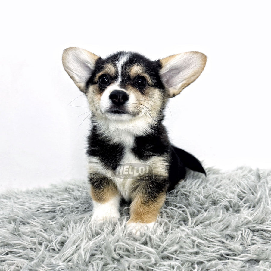 Lyra Tricolor Pembroke Welsh Corgi (Female)