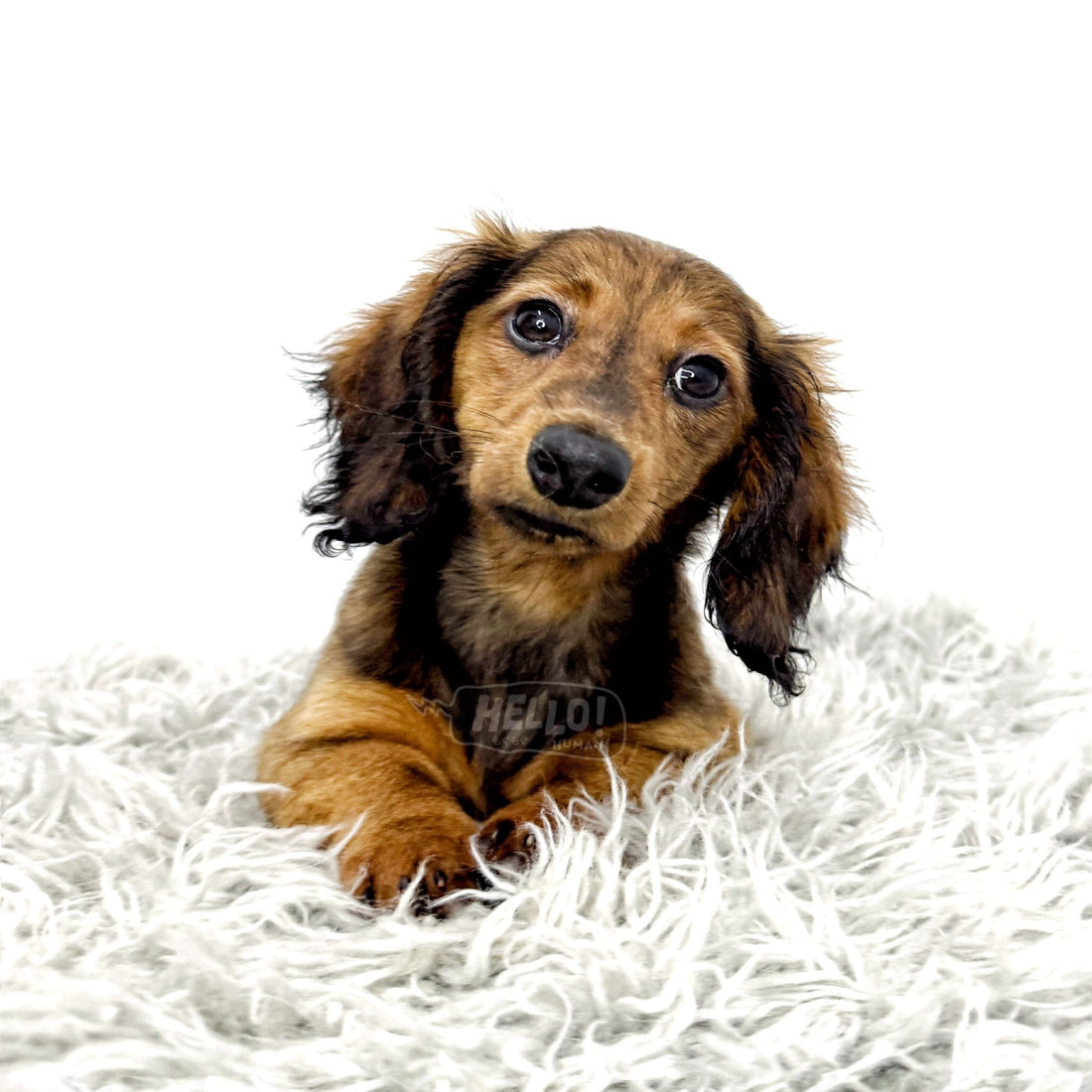 Valeri Shaded Red Longhaired Miniature Dachshund (Female)