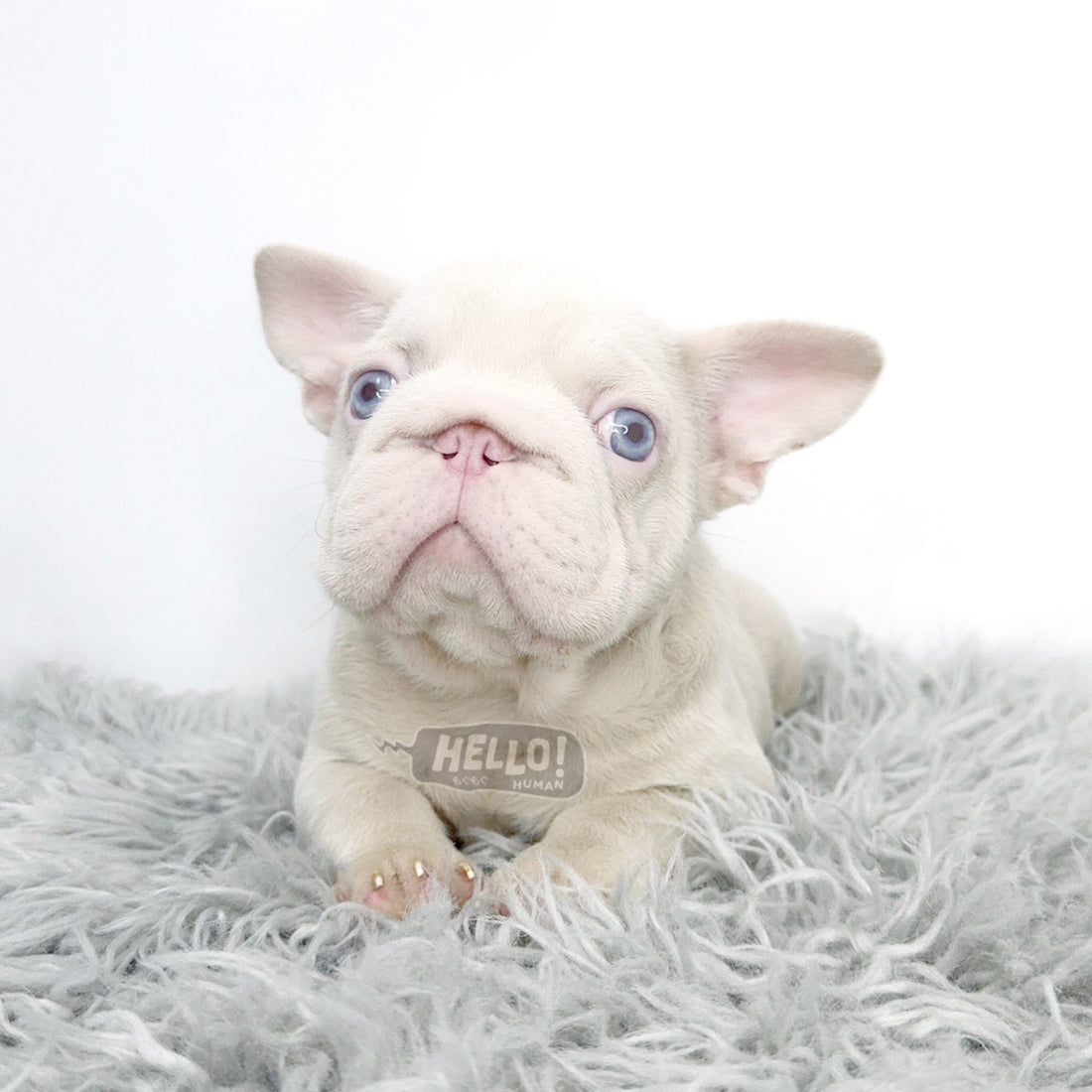 MR PIBBLES PINK FRENCH BULLDOG *1st in SG!* (MALE)