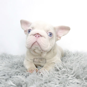 MR PIBBLES PINK FRENCH BULLDOG *1st in SG!* (MALE)
