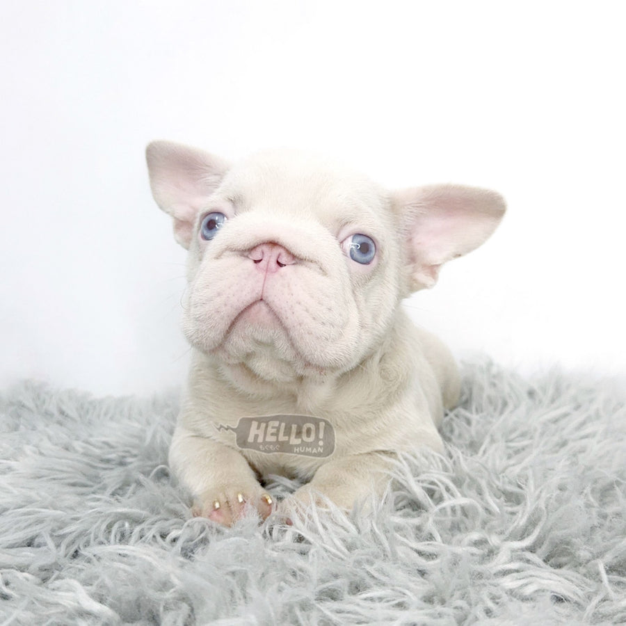 MR PIBBLES PINK FRENCH BULLDOG *1st in SG!* (MALE)