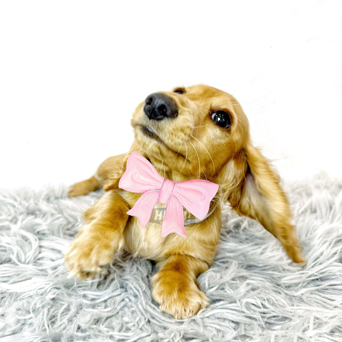 Lil JiuJiu Cream Longhaired Miniature Dachshund (Female)