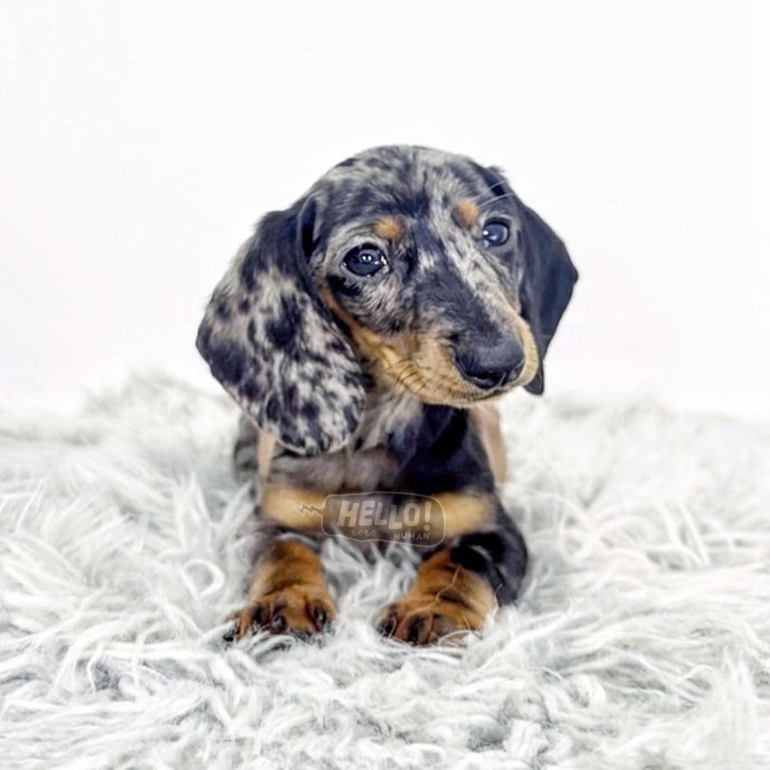 LIL PIP Silver Dappled Smooth-haired Miniature Dachshund (Male)