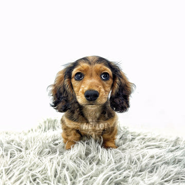 Jinuu Shaded Cream Longhaired Miniature Dachshund (Male)